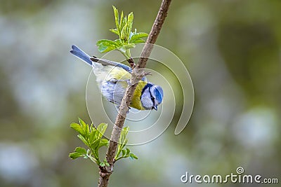 Eurasian blue. Cyanistes caeruleus, bird tit eating berries Stock Photo