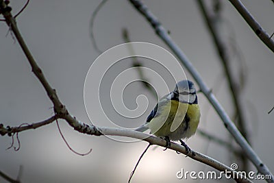 Eurasian blue tit Cyanistes caeruleus perched on a tree branch in a cold January evening Stock Photo