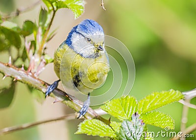 The Eurasian blue tit (Cyanistes caeruleus) is a small blue yellow and white passerine bird Stock Photo