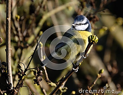 The Eurasian blue tit is a small passerine bird in the tit family, Paridae. Stock Photo