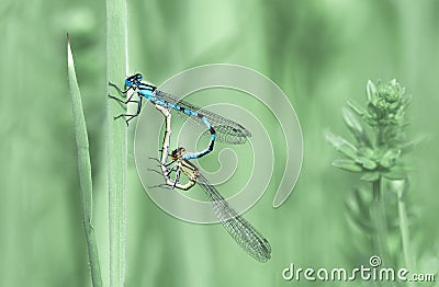 Eurasian Bluets Damselflies ( Coenagrion ) Stock Photo