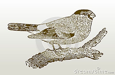 Eurasian bullfinch, common bullfinch, bullfinch pyrrhula pyrrhula sitting on a branch Vector Illustration