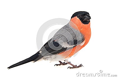 Eurasian Bullfinch, male, Pyrrhula pyrrhula isolated on white background Stock Photo