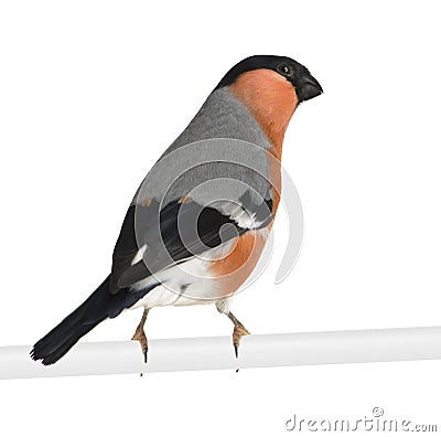 Eurasian Bullfinch - Pyrrhula pyrrhula Stock Photo