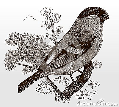 Eurasian bullfinch, pyrrhula in side view sitting on a branch Vector Illustration