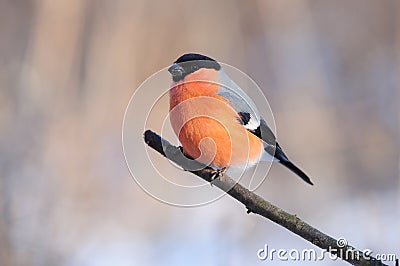 Eurasian bullfinch sits on a branch on a gentle peach-blue background. Stock Photo