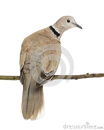 Eurasian Collared Dove, Streptopelia decaocto Stock Photo