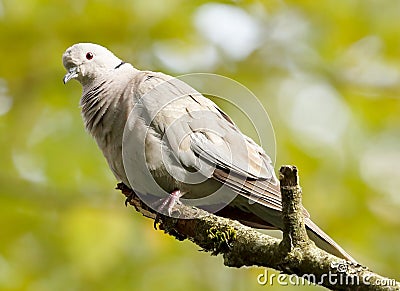 Eurasian Collared Dove - Streptopella decaocto Stock Photo