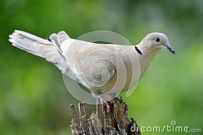 Eurasian Collared Dove Stock Photo