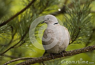 Eurasian Collared Dove, Turkse Tortel, Streptopelia decaocto Stock Photo