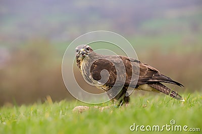 Eurasian Common Buzzard buteo buteo Bird of Prey Stock Photo