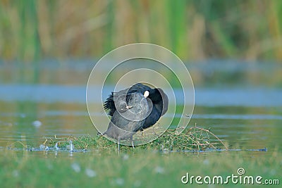 Eurasian common coot bird with her baby natural nature wallpaper Stock Photo