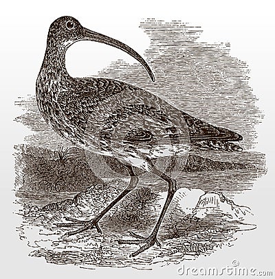 Eurasian or common curlew, numenius arquata in side view looking backwards Vector Illustration