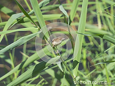 Eurasian common reed warbler perched on grass reeds by river bank Stock Photo