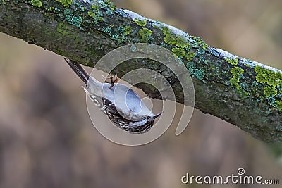 Eurasian or common treecreeper Certhia familiaris Stock Photo