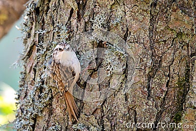 Eurasian common treecreeper Certhia familiaris. Small passerine bird Stock Photo