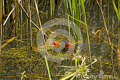 Eurasian coot achicks hiding in green reed Stock Photo