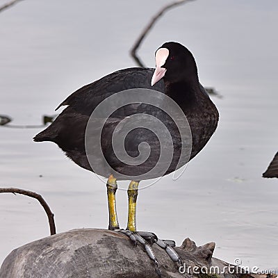 Eurasian coot bird Stock Photo