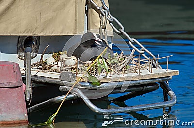 Eurasian coot duck (fulica atra) female and nest Stock Photo