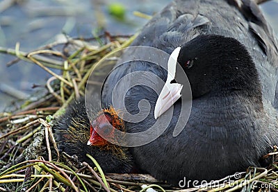 Eurasian coot (Fulica atra) with baby Stock Photo