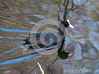 Eurasian coot, Fulica atra. Blackford Pond, Edinburgh Stock Photo