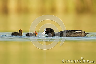 Eurasian coot Fulica atra with chicks youngster, called common coot, Australian coot, is a member of the rail and crake bird Stock Photo