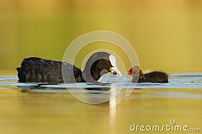 Eurasian coot Fulica atra with chicks youngster, called common coot, Australian coot, is a member of the rail and crake bird Stock Photo
