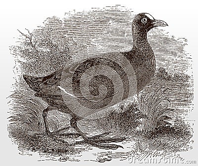 Eurasian coot, fulica atra in side view standing in a waterside grassland Vector Illustration
