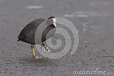 Eurasian coot on ice Stock Photo