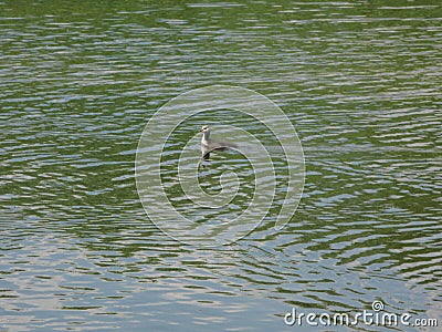 Eurasian coot Stock Photo