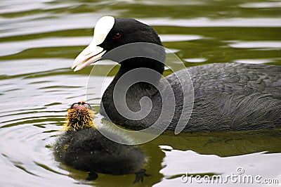 Eurasian Coot and young Stock Photo