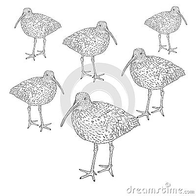 Eurasian Curlew, bird. Vector illustration. Vector Illustration