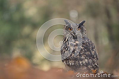 Eurasian eagle-owl in beaty blured forest background. Bubo bubo Stock Photo