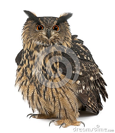 Eurasian Eagle-Owl, Bubo bubo, 15 years old Stock Photo