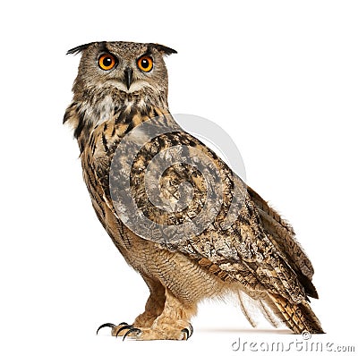 Eurasian Eagle-Owl, Bubo bubo Stock Photo