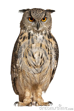 Eurasian Eagle-Owl, Bubo bubo Stock Photo