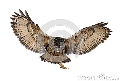 Eurasian Eagle-Owl, Bubo bubo Stock Photo