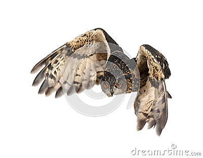 Eurasian Eagle-Owl, Bubo bubo Stock Photo