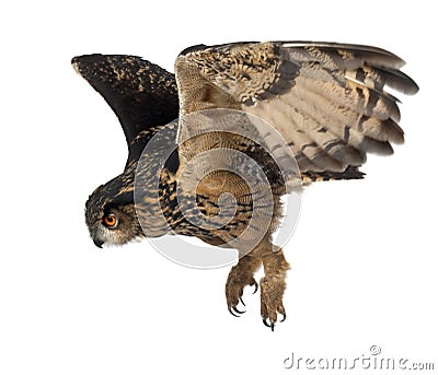 Eurasian Eagle-Owl, Bubo bubo Stock Photo