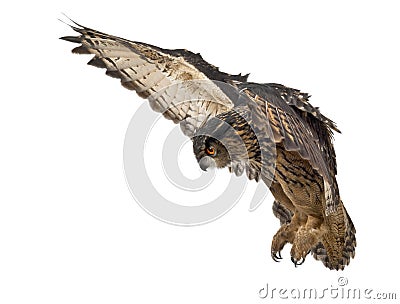 Eurasian Eagle-Owl, Bubo bubo Stock Photo