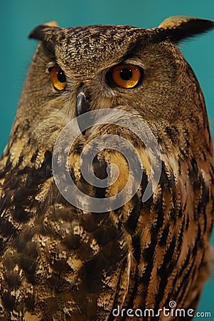 Eurasian Eagle Owl (Bubo bubo) Stock Photo