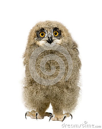 Eurasian Eagle Owl - Bubo bubo (6 weeks) Stock Photo