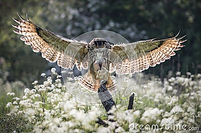 Eurasian Eagle Owl Stock Photo