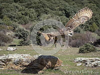 Eurasian eagle owl Bubo bubo flying in a falconry exhibition Stock Photo