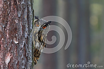 Eurasian Eagle Owl, Bubo bubo, hidden of tree trunk in the winter forest, portrait with big orange eyes, bird in the nature habita Stock Photo