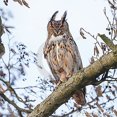 The Eurasian eagle-owl (Bubo bubo) Stock Photo