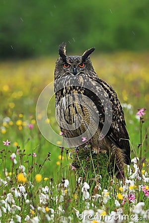 Eurasian Eagle Owl, Bubo bubo, perched on rotten mossy stump in colorful flowered meadow. Wildlife scene from summer nature. Stock Photo