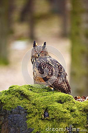 The Eurasian eagle-owl Bubo bubo , portrait in the forest. Eagle-owl sitting in a forest on a rock.Big owl on a rock covered Stock Photo