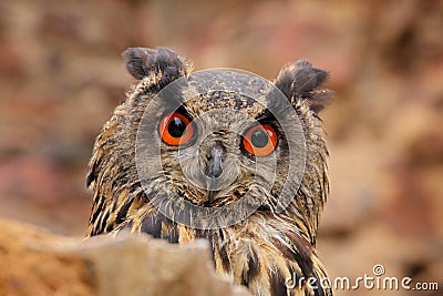 Eurasian Eagle Owl, Bubo Bubo, sitting on the tree branch, wildlife photo in the forest with orange autumn colours, Slovakia. Bird Stock Photo