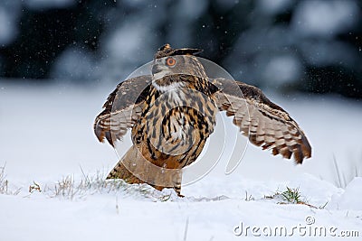 Eurasian Eagle owl flying with open wings in the forest during winter with snow and snowflake Stock Photo